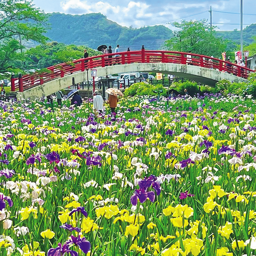 5/31（日）出発【愛知静岡：豊橋＆浜松の旅】賀茂しょうぶ園を散策し、ホテル特製ランチビュッフェを堪能、エアパークで社会科見学♪