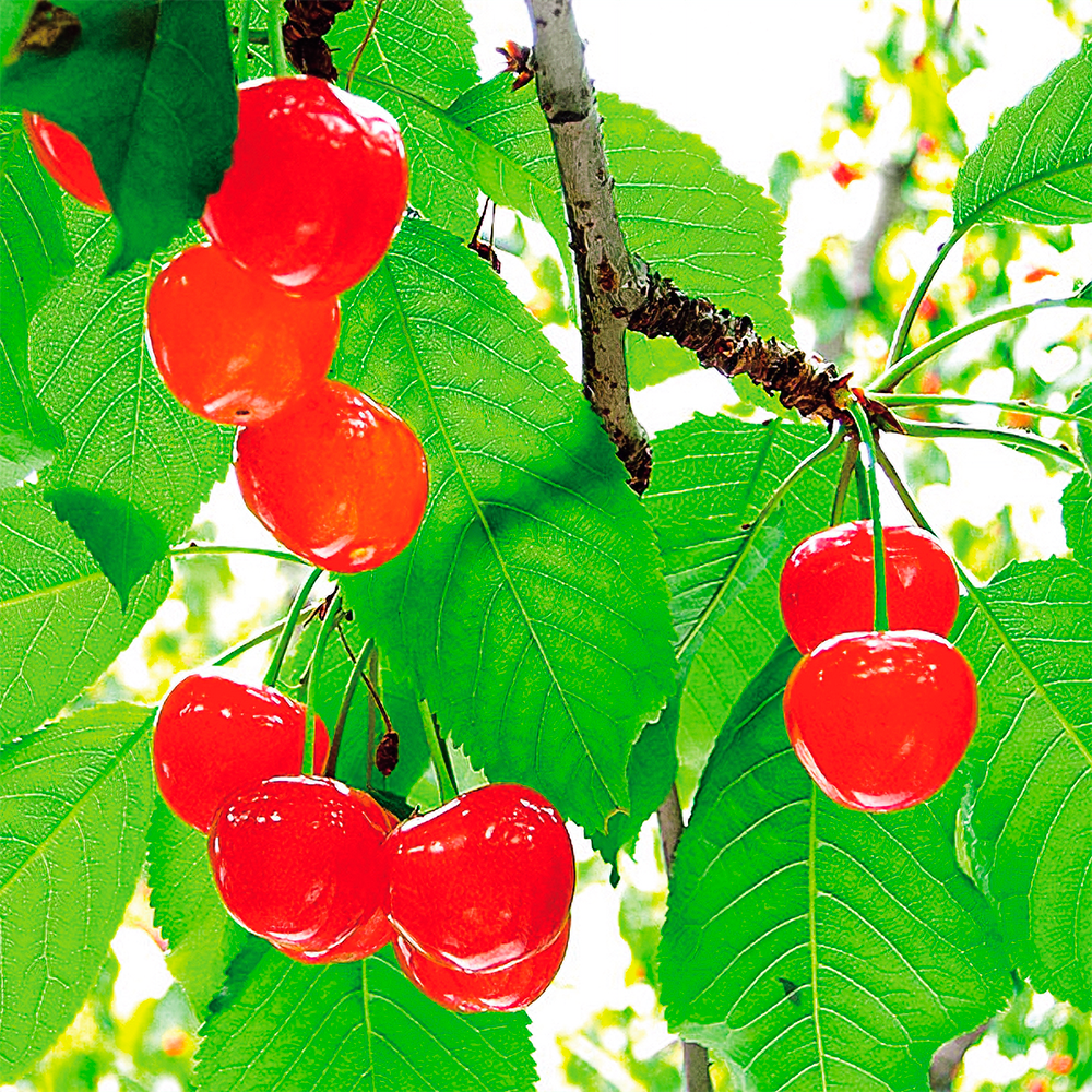 6/7（日）出発【山梨：河口湖＆南アルプスの旅】ハーブ園の散策やワインの試飲・お買物♪南アルプス市のサクランボ狩りを堪能する旅