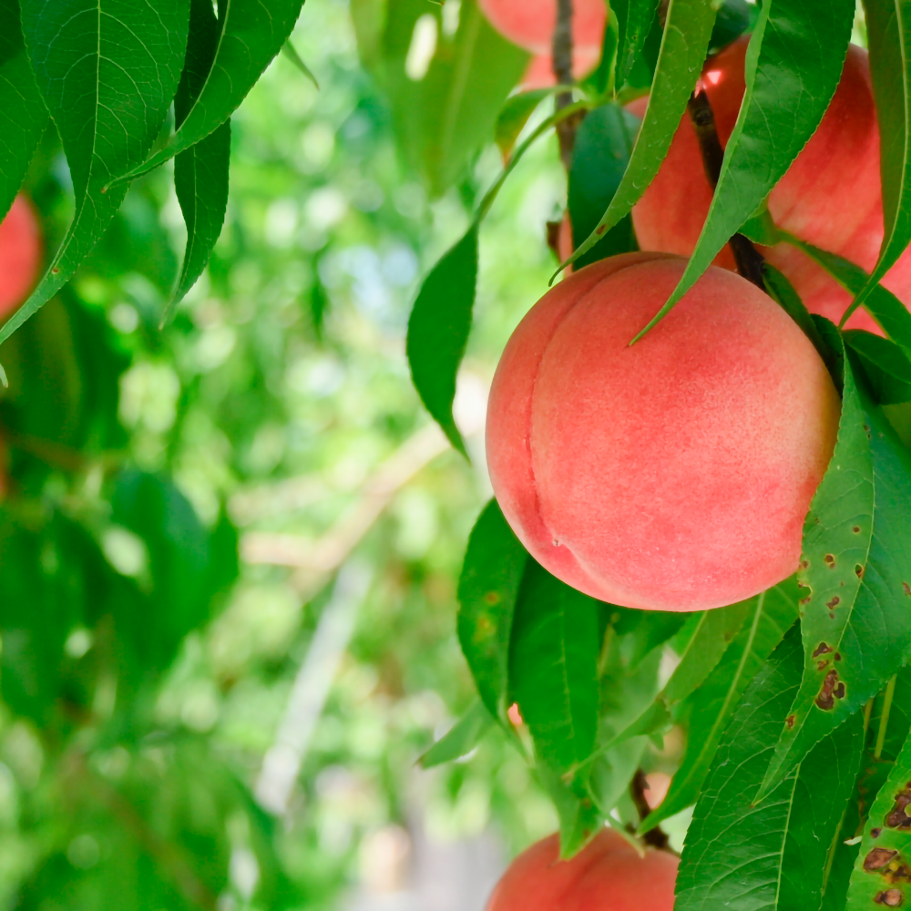 8/1（土）出発【山梨：清里高原＆笛吹の旅】癒しの高原リゾート清泉寮でランチ&散策♪産地こだわりのワインや桃を楽しむ旅♪