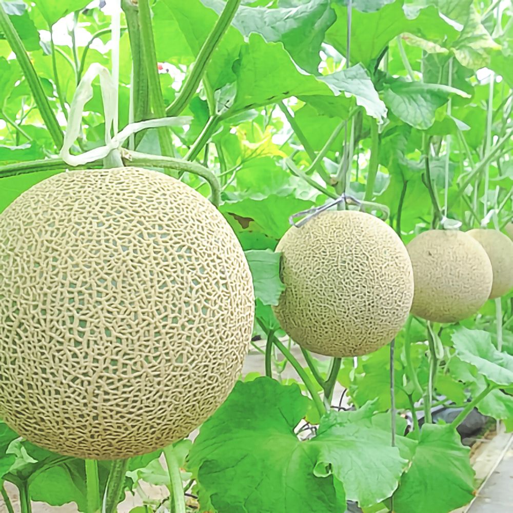 8/8（土）出発【愛知・静岡：渥美半島＆浜松の旅】伊良湖オーシャンリゾートのランチビュッフェと、ジューシーな名産メロンを贅沢に味わう旅♪